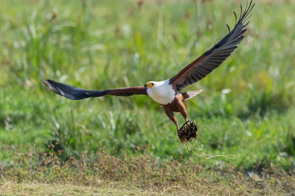 Yuva kurmak için dal taşıyan bir Deniz Kartalı