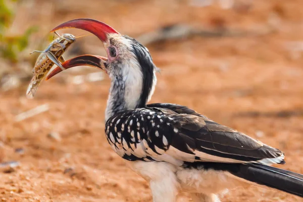 Boynuz gagası onunla oynarken bir çekirge asılı duruyor.
