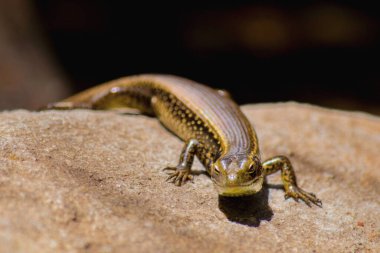 Kertenkele Güneş Bir Kayanın Üzerinde Pişiyor