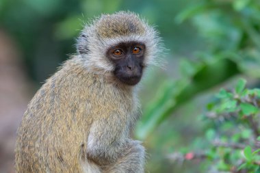 Genç bir Vervet Maymunu Amboseli Ulusal Parkı