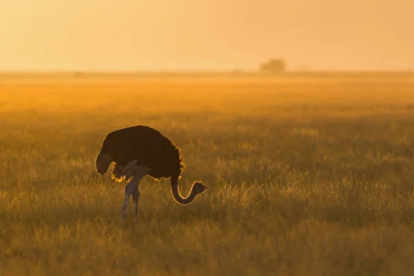 Gün batımında Bir Devekuşu Beslenmesi