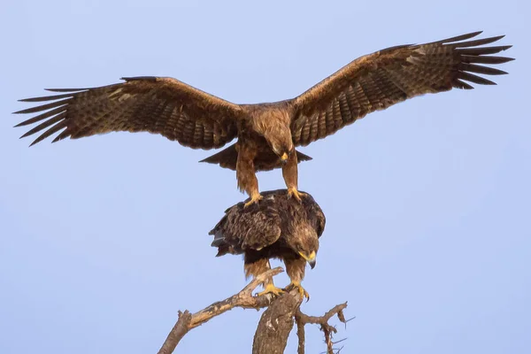 İki Kartal Çiftleşmek Üzere
