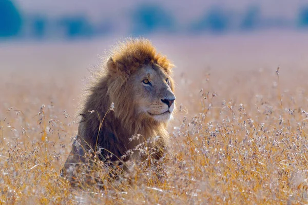 Uzun Çimenli Erkek Afrikalı Aslan