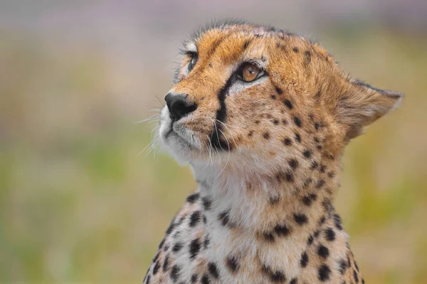 Bir Çitanın Güzel Portresi