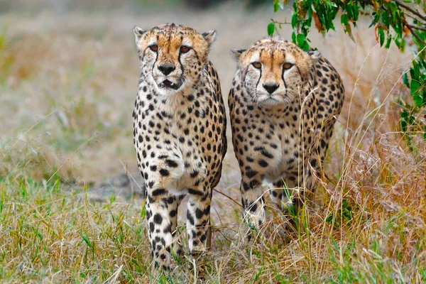 İki Çita Avlarını İzliyor