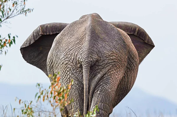 Afrika Fili Kameradan Uzaklaşıyor