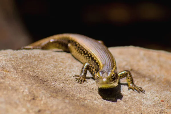 Kertenkele Güneş Bir Kayanın Üzerinde Pişiyor