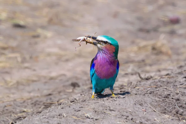 Leylak Göğüslü Patenci Çekirge Yiyen