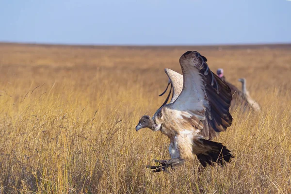 Bir Akbaba Long Grass 'a geliyor