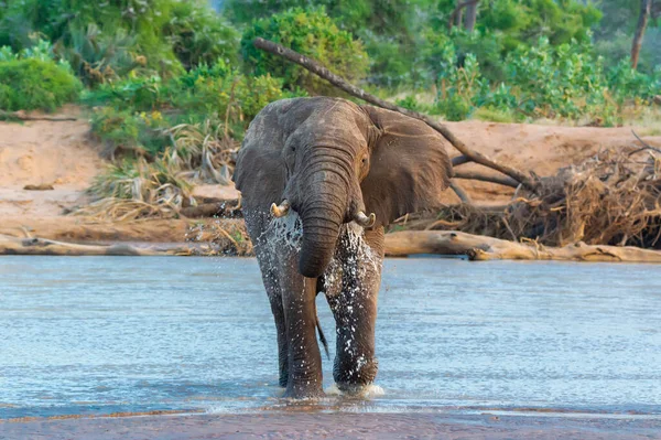 Bir Afrika Fili Nehri Geçiyor