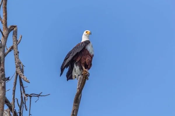 Ölü bir ağacın tepesinde avını arayan bir deniz kartalı.