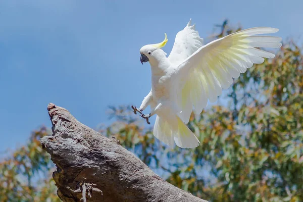 Beyaz bir papağan ağaca konuyor.