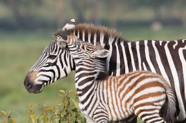 Bir bebek zebra annesine sarılıyor.