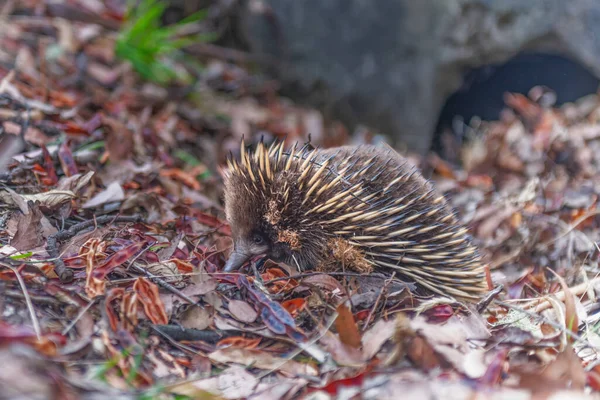 Küçük bir Echidna Çalılıklarda Yürüyor