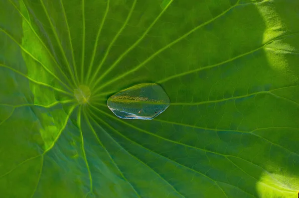 Kocaman bir Lily Pad 'in içinde duran kocaman bir yağmur damlası.