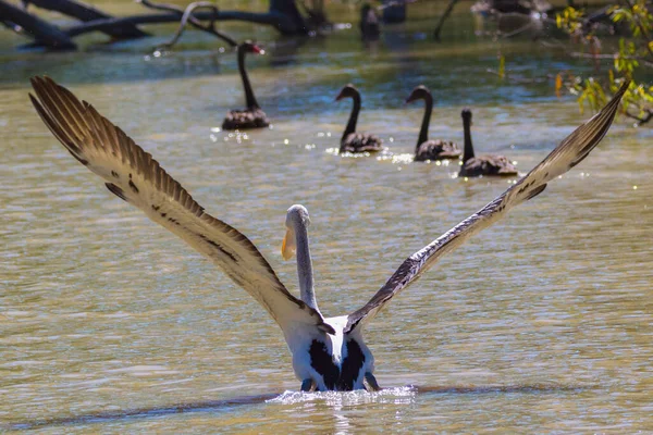 Kanatları açılıp, uçmak üzere olan göldeki bir pelikan.