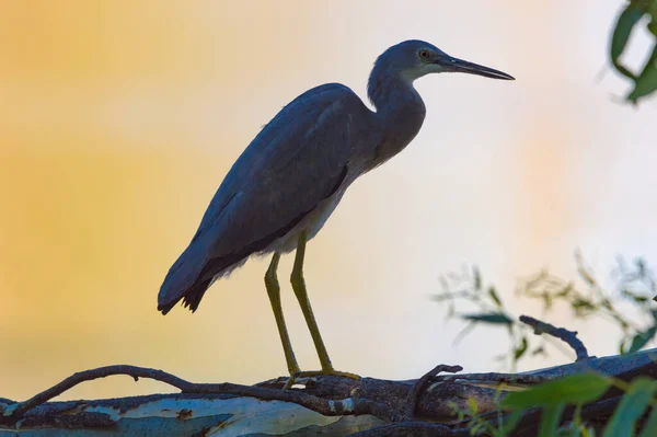 Renkli bir gökyüzüne karşı siluetli bir su kuşu