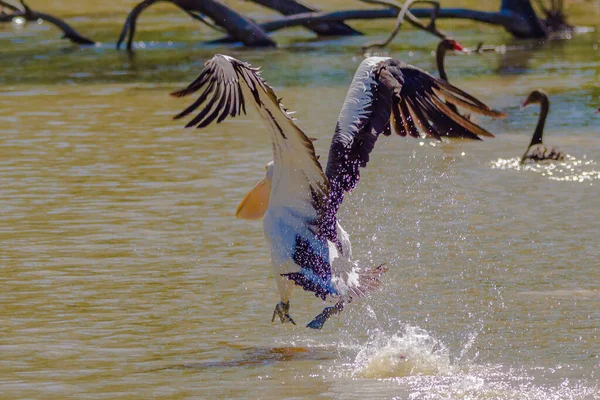 Gölde Uçmaya Başlayan Bir Pelikan