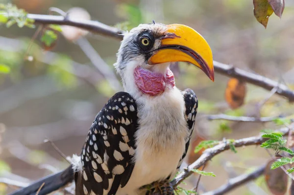 Ağaçta oturan bir boynuzlunun portresi
