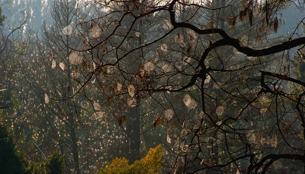 Silueta Pavučin Stromových Pásech — Stock fotografie
