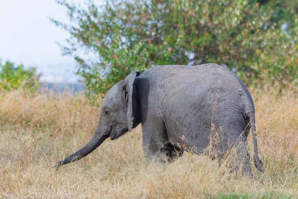 Masai Mara 'da Bebek Fil