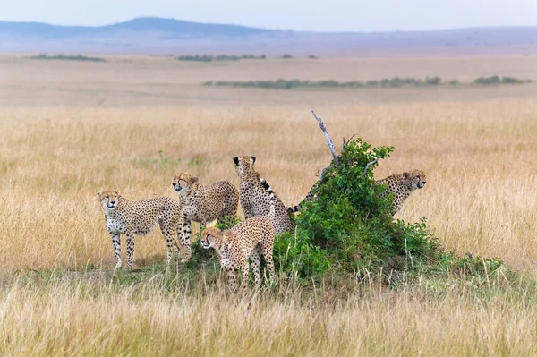 Savana 'ya bakan bir çita ailesi.