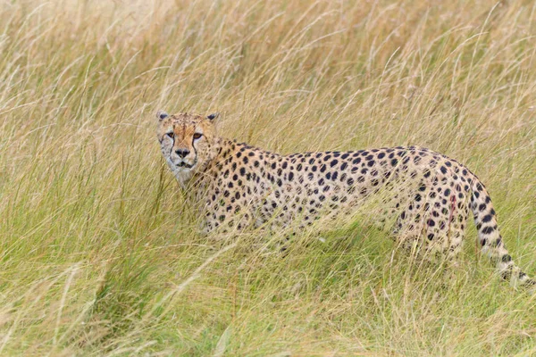 Bir Çita Uzun Çimenlerde Yürüyor