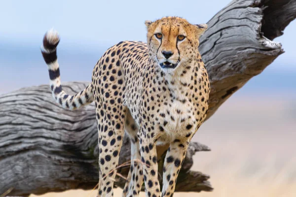 Av 'a bakan bir çitanın yakın plan çekimi.