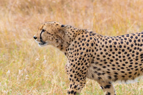 Bir çitanın avına doğru yürürken yakın plan çekimi.