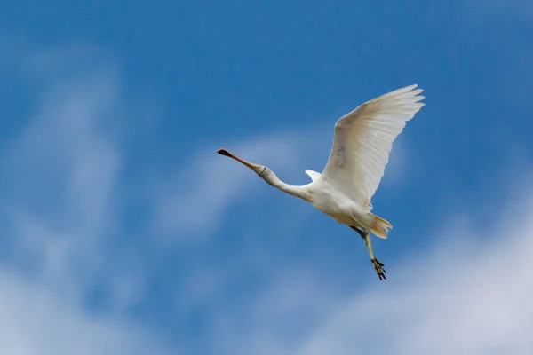 Bir Spoonbill Uçan Leylek