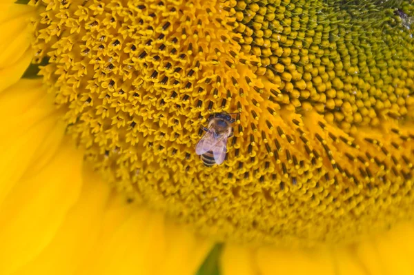 Ayçiçeğinin üzerinde bir arı