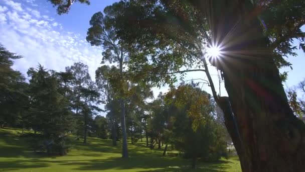 植物園の木の枝を通して太陽が輝く — ストック動画