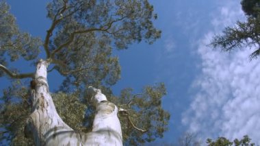 Kamera tava gibi süzülürken büyük bir okaliptüs ağacına bakıyorum.