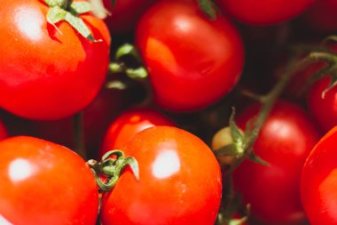 Üzerinde güneş parıldayan domatesler. Güneşte bekliyorum.