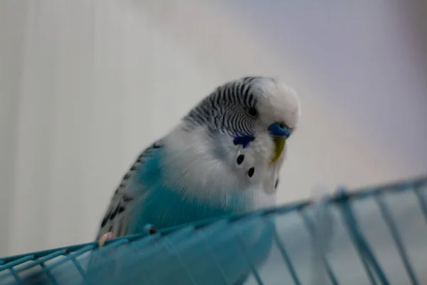 Süße Niedliche Turteltäubchen Auf Dem Käfig — Stockfoto