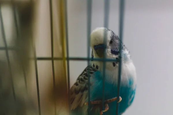 Sweet Cute Beautiful Lovebirds Cage — Stock Photo, Image