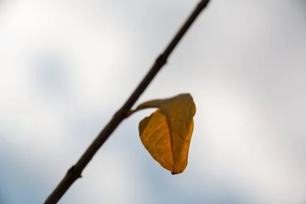 Žluté Listy Které Ohlašují Podzimní Období — Stock fotografie
