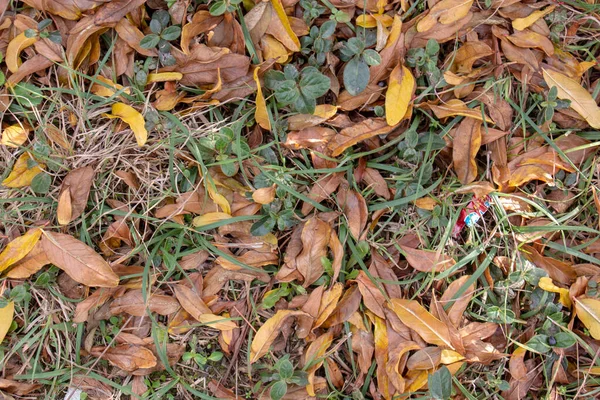 Frunzele Galbene Care Vestesc Sezonul Toamnă — Fotografie, imagine de stoc
