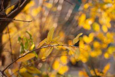 Sonbahar sezonunu müjdeleyen sarı yapraklar.