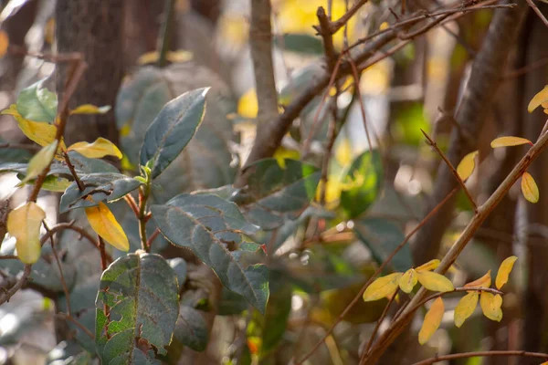 Gele Bladeren Die Het Herfstseizoen Inluiden — Stockfoto