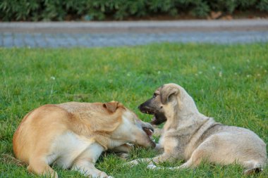 Parkta birbiriyle oynayan iki köpek.