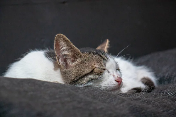 Όμορφο Γατάκι Κοιμάται Ένα Μαλακό Πάπλωμα — Φωτογραφία Αρχείου