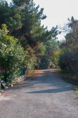 İstanbul / Adalar Güzel ağaç ve yapraklı yol
