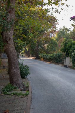 İstanbul / Adalar Güzel ağaç ve yapraklı yol
