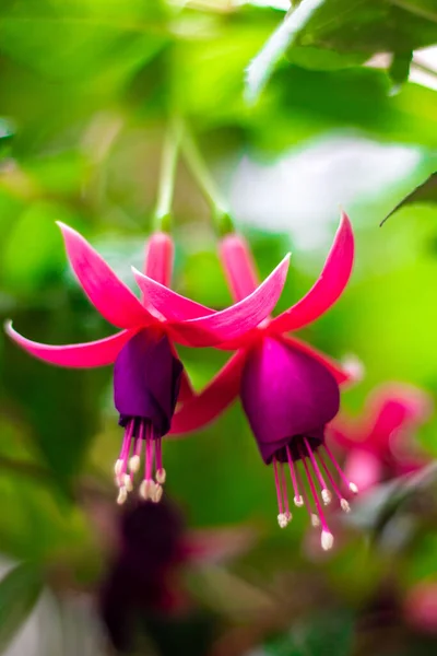 Beautiful Fuchsia Growing Branch — Stock Photo, Image