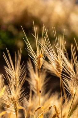 Üzerinde güneş parlayan güzel sarı buğday.