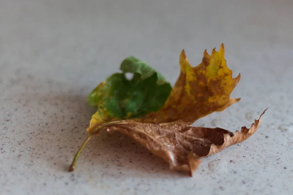Herbstblatt Grüne Orange Und Braune Blätter — Stockfoto