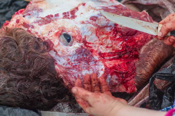 Yardım ve dayanışma için Müslümanlar tarafından kesilen Qurban eti