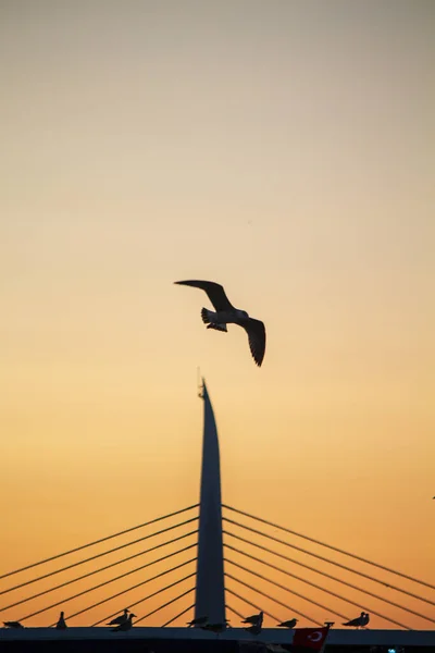 Vögel Fliegen Nachmittag Über Die Moderne Brücke — Stockfoto