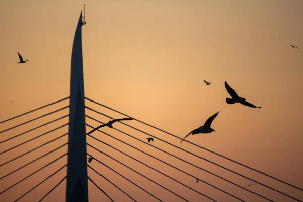 Vögel Fliegen Nachmittag Über Die Moderne Brücke — Stockfoto